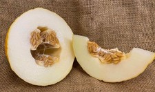 4x Melon Honeydew Plug Plants