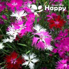 SUPERB PINK MIX - 200 SEEDS -