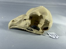 Replica animal skull Great