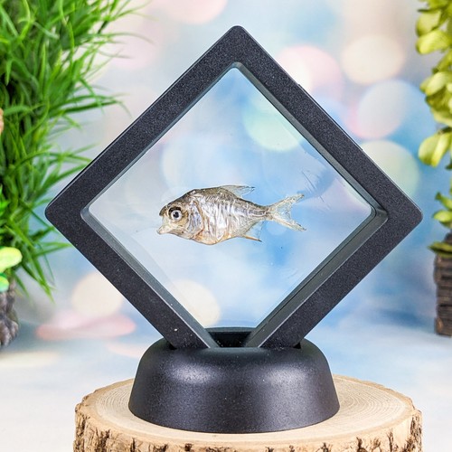 Baby piranha fish floating - baby,
