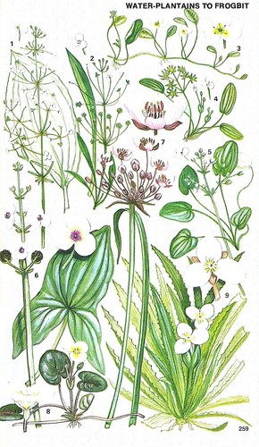 Vintage flower prints book - vintage,