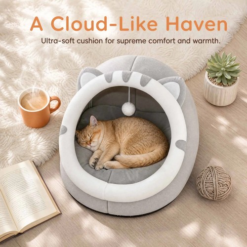 Pet cute cat warm - pet,