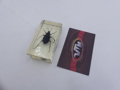 Real bugs deagostini black - bugs,