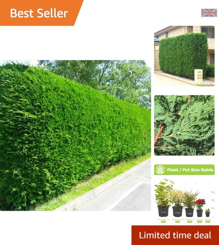 Compact 9cm leylandii green - compact,