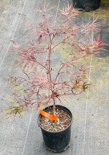 Acer palmatum enkan - acer, 'enkan'