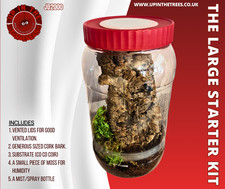 Spiderling juvenile tarantula