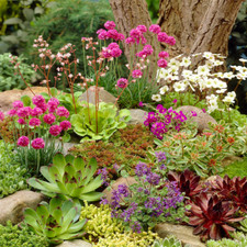 Mixed Rockery Alpine Collection - Colourful Outdoor Potted Perennial Plant Mix