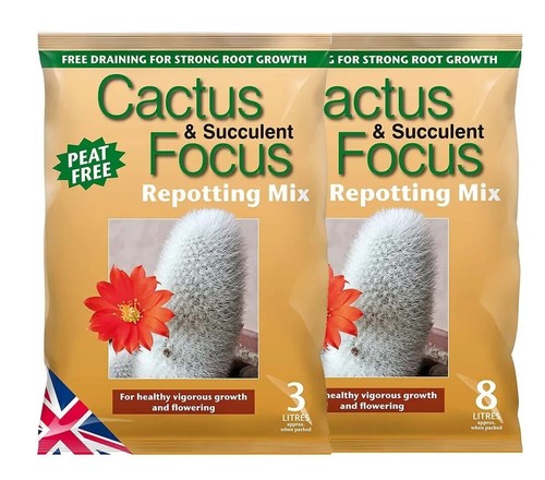 Cactus succulent focus - cactus,