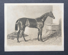 Antique 1841 Print - Horse