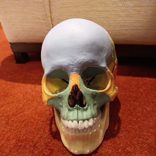 Human skull model 3parts - skull,