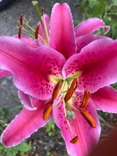Five Tiger Lily or Lilium orientalis 'Stargazer' (Bulbs) Free UK Postage