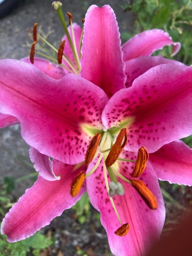 Five tiger lily - five, lilium