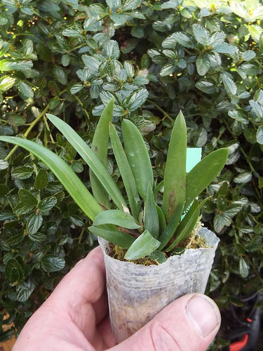 Rare cattleya dipozzi - cattleya, /