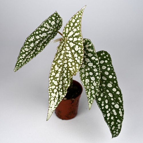 Begonia white ice houseplant - 'white, ice'