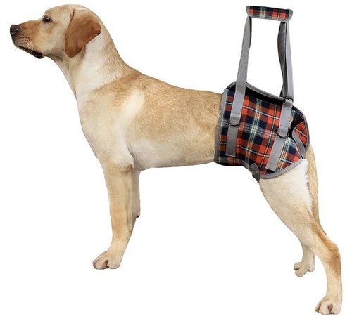 Dog support harness for - dog,