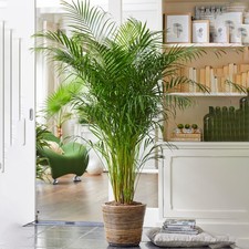 Areca palm large - palm, indoor