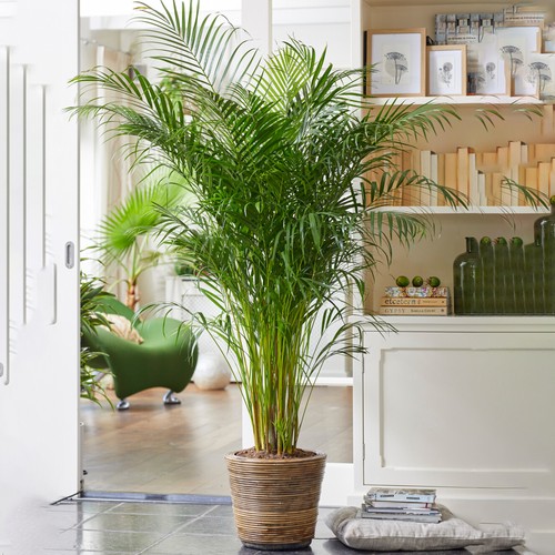 Areca palm large - palm, indoor