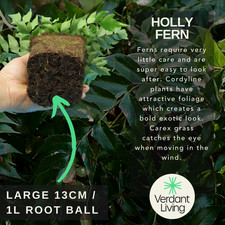 Large Plants - Holly Ferns