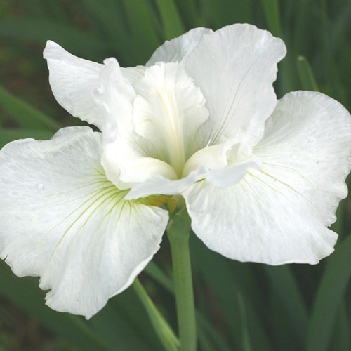 Siberian iris swans in - -,