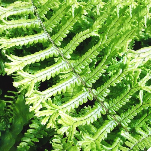 Dryopteris affinis cristata - affinis,