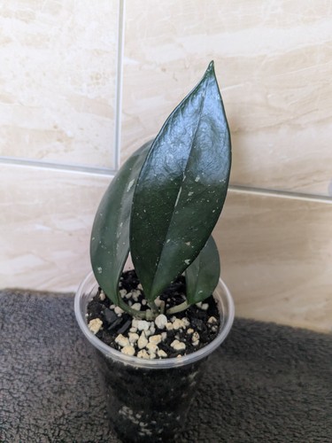 Hoya carnosa wax plant potted - wax,