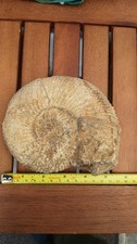 Large Fossil Ammonite