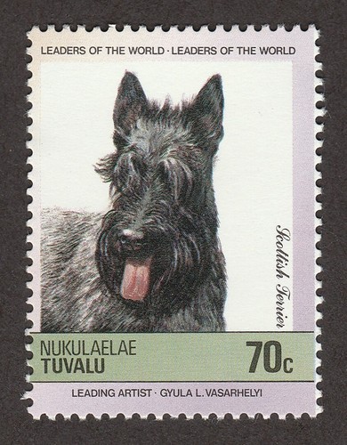 Scottish terrier int l - **, dog