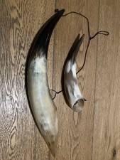 Large Domestic Cattle Horn