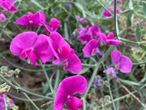 Sweet pea pink perennial - pea,