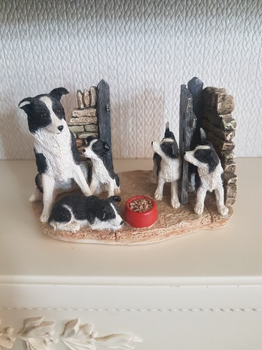 Border collie pups - border,
