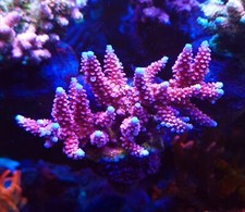 PC Rainbow Acropora 🌈🪸
