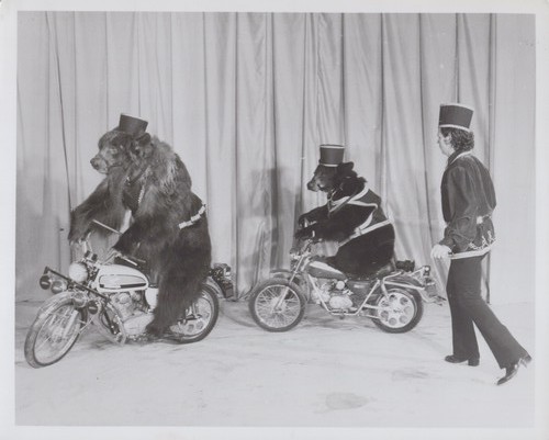 Kastle bear rochester bears - kastle,