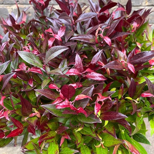 Leucothoe walteri scarletta - leucothoe, 'scarletta