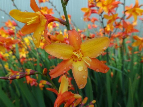 New crocosmia orange - 3, pekeo