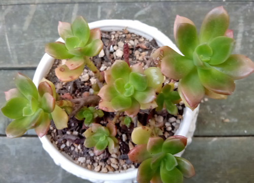 Sedum cuspidatum