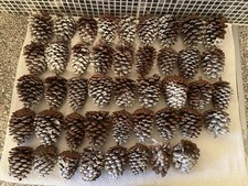 Bundle/Job Lot of 44 Large Christmas Real Frosted Pine Cones for Decoration
