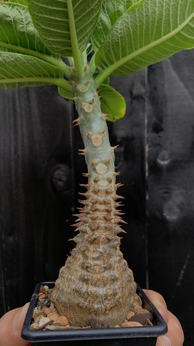 Pachypodium windsorii - windsorii, |