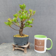 Beautiful Satsuki Azalea Rhodedendron Indicum Outdoor Plant As Used For Bonsai 