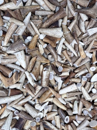 Red deer antler - antler, –