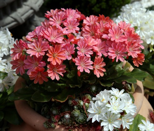 Lewisia happy colours hardy - 'happy,