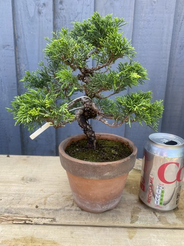 Bonsai tree itoigawa juniper - bonsai,