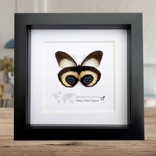 Framed Owl Butterfly