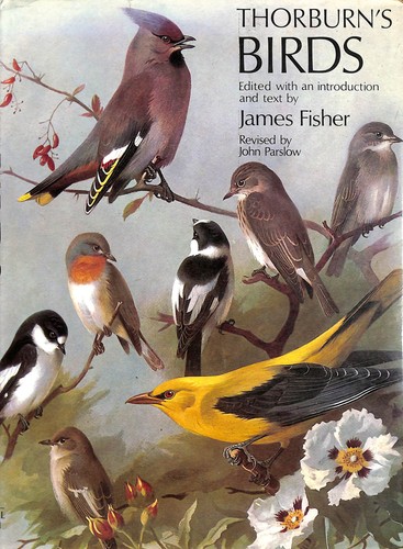 Thorburn birds james - birds,