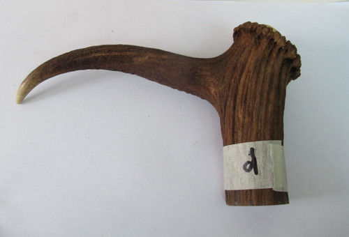 Red deer stag antler - deer,