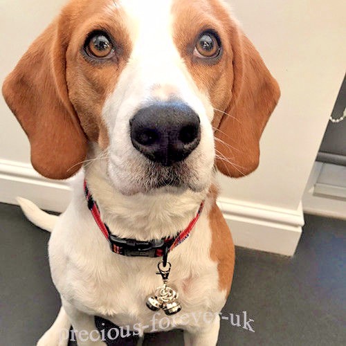 Dog collar bells lobster - dog,