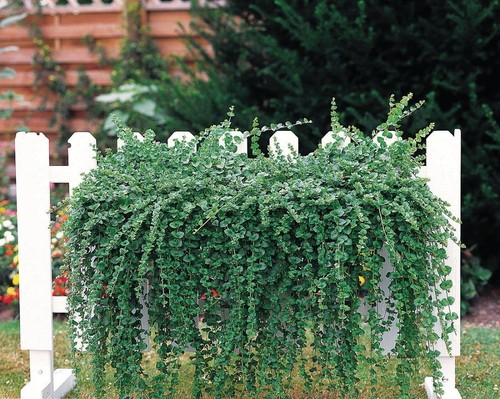 Mint satureja douglasii - mint,