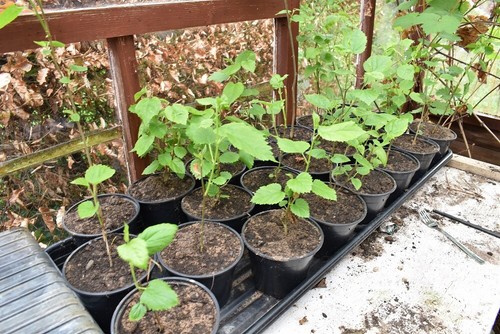 Mulberry trees great fruit - mulberry,