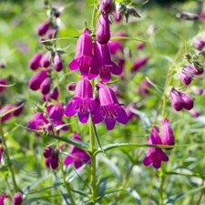 Penstemon blackberry - penstemon,