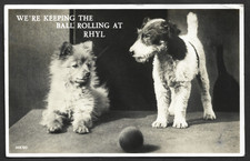 1937 RHYL DOGS KEEPING THE BALL ROLLING REAL PHOTO POSTCARD DENBIGHSHIRE WALES