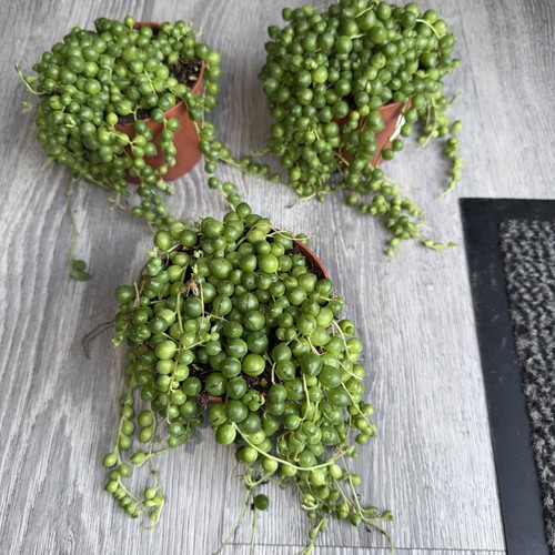 Senecio string pearls 10cm - pearls,